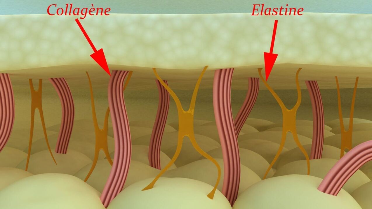 Kollagen və elastin - dərinin struktur zülalları